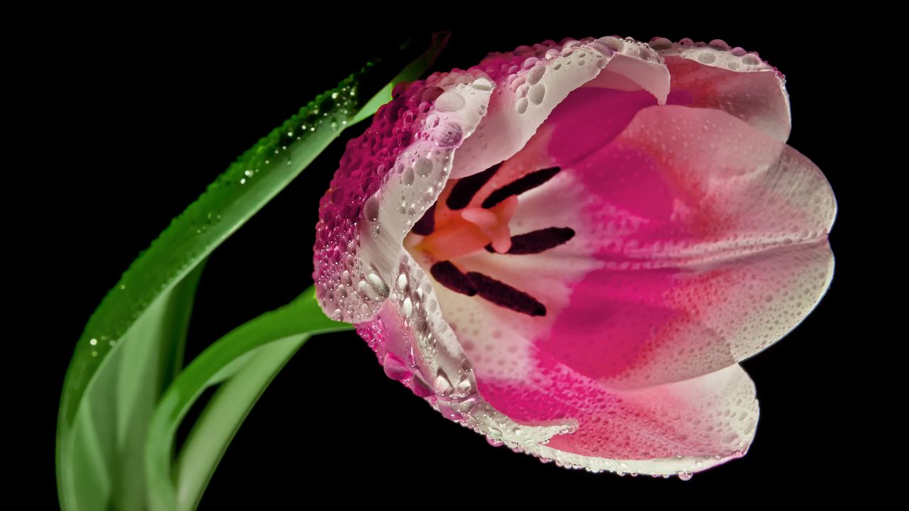 Wallpaper tulip, flower, petals, close-up