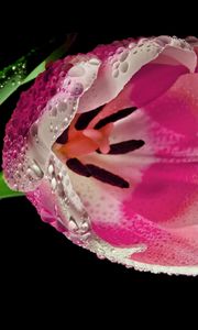 Preview wallpaper tulip, flower, petals, close-up