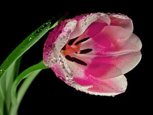 Preview wallpaper tulip, flower, petals, close-up