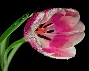 Preview wallpaper tulip, flower, petals, close-up