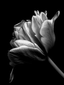 Preview wallpaper tulip, flower, petals, macro, bw