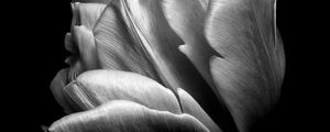 Preview wallpaper tulip, flower, petals, macro, bw