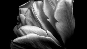 Preview wallpaper tulip, flower, petals, macro, bw