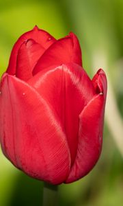 Preview wallpaper tulip, flower, petals, red, macro