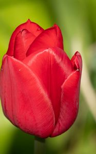 Preview wallpaper tulip, flower, petals, red, macro