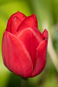 Preview wallpaper tulip, flower, petals, red, macro