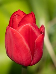 Preview wallpaper tulip, flower, petals, red, macro