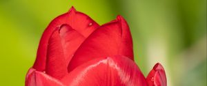 Preview wallpaper tulip, flower, petals, red, macro