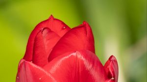 Preview wallpaper tulip, flower, petals, red, macro