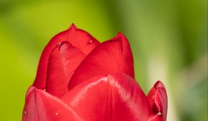 Preview wallpaper tulip, flower, petals, red, macro