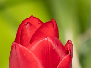 Preview wallpaper tulip, flower, petals, red, macro