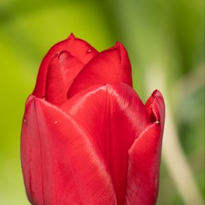 Preview wallpaper tulip, flower, petals, red, macro