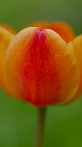 Preview wallpaper tulip, flower, petals, plant, macro, orange, green