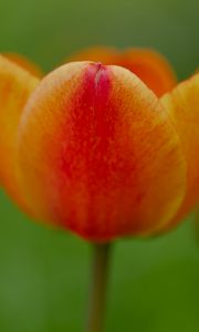 Preview wallpaper tulip, flower, petals, plant, macro, orange, green