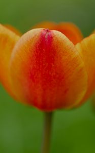 Preview wallpaper tulip, flower, petals, plant, macro, orange, green