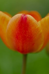 Preview wallpaper tulip, flower, petals, plant, macro, orange, green