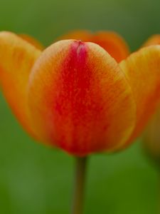 Preview wallpaper tulip, flower, petals, plant, macro, orange, green