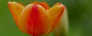 Preview wallpaper tulip, flower, petals, plant, macro, orange, green