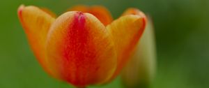 Preview wallpaper tulip, flower, petals, plant, macro, orange, green