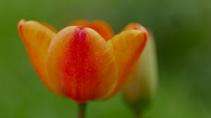Preview wallpaper tulip, flower, petals, plant, macro, orange, green