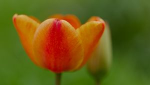 Preview wallpaper tulip, flower, petals, plant, macro, orange, green