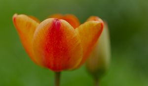 Preview wallpaper tulip, flower, petals, plant, macro, orange, green