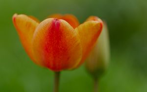 Preview wallpaper tulip, flower, petals, plant, macro, orange, green