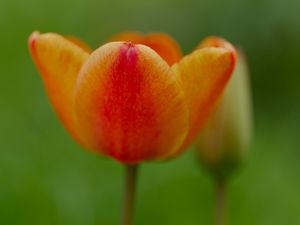 Preview wallpaper tulip, flower, petals, plant, macro, orange, green