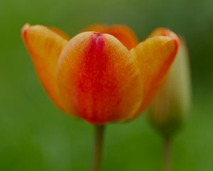 Preview wallpaper tulip, flower, petals, plant, macro, orange, green