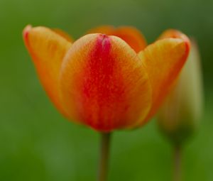 Preview wallpaper tulip, flower, petals, plant, macro, orange, green