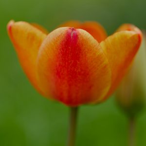 Preview wallpaper tulip, flower, petals, plant, macro, orange, green