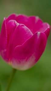 Preview wallpaper tulip, flower, petals, macro, spring, nature