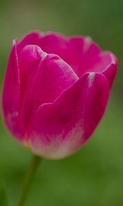 Preview wallpaper tulip, flower, petals, macro, spring, nature
