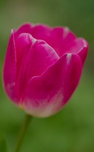 Preview wallpaper tulip, flower, petals, macro, spring, nature