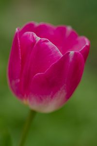 Preview wallpaper tulip, flower, petals, macro, spring, nature