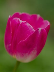 Preview wallpaper tulip, flower, petals, macro, spring, nature