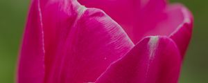 Preview wallpaper tulip, flower, petals, macro, spring, nature
