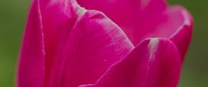 Preview wallpaper tulip, flower, petals, macro, spring, nature