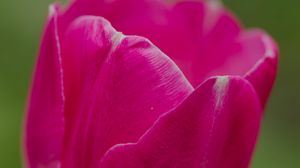 Preview wallpaper tulip, flower, petals, macro, spring, nature