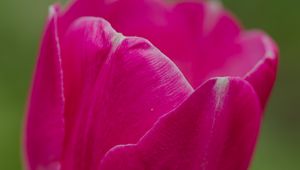Preview wallpaper tulip, flower, petals, macro, spring, nature