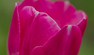 Preview wallpaper tulip, flower, petals, macro, spring, nature