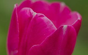 Preview wallpaper tulip, flower, petals, macro, spring, nature