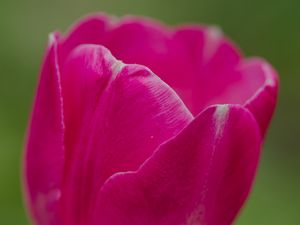 Preview wallpaper tulip, flower, petals, macro, spring, nature