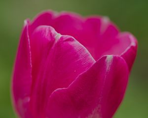 Preview wallpaper tulip, flower, petals, macro, spring, nature