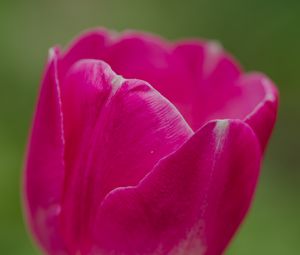 Preview wallpaper tulip, flower, petals, macro, spring, nature