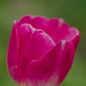 Preview wallpaper tulip, flower, petals, macro, spring, nature