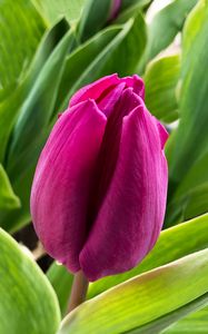 Preview wallpaper tulip, flower, petals, pink, leaves, plant