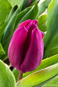 Preview wallpaper tulip, flower, petals, pink, leaves, plant