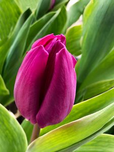 Preview wallpaper tulip, flower, petals, pink, leaves, plant