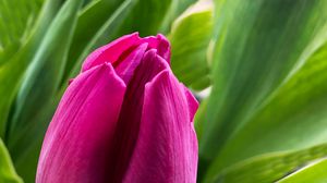 Preview wallpaper tulip, flower, petals, pink, leaves, plant